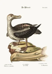 El albatros, 1749-73
